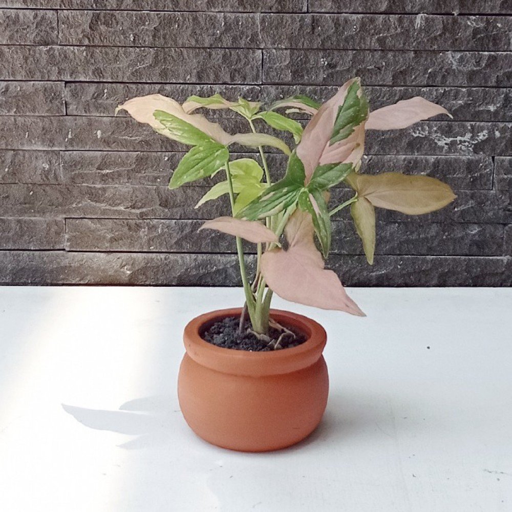 Pot Terracotta / Terakota Pottum F