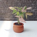Pot Terracotta / Terakota Pottum F
