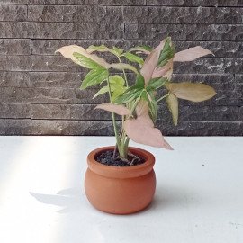 Pot Terracotta / Terakota Pottum F
